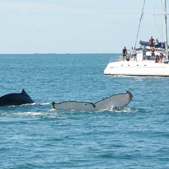 Sortie journée baleine avec Dalocean