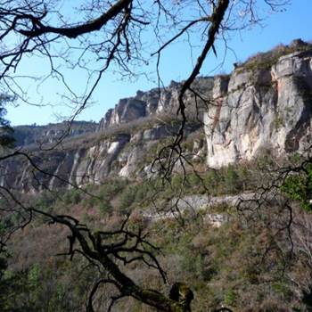 trevezel