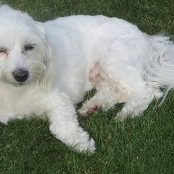 Chien