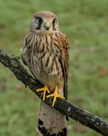Faucon crécerelle