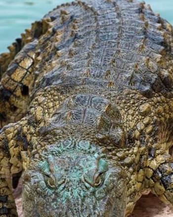 croco 9