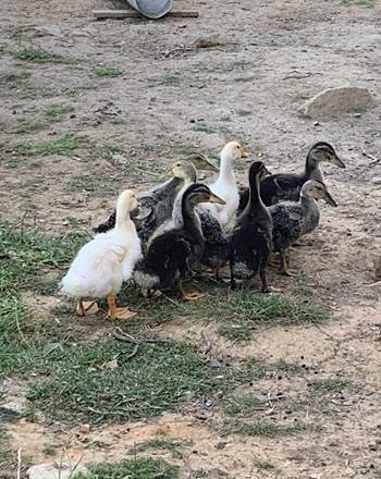 canards et cie
