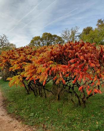 Couleurs automnales