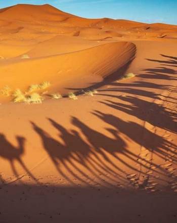une balade à dos de chameau à travers les dune à Zagora