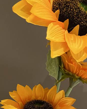 Fleur-de-Tournesol
