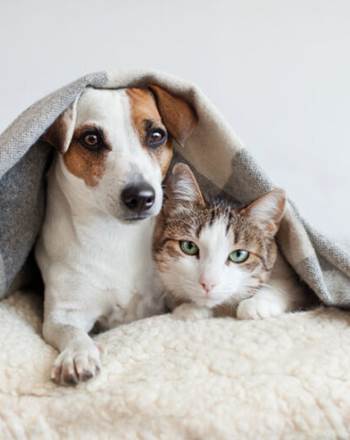 chat-et-chien-768x512