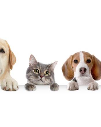 animaux casa mypi