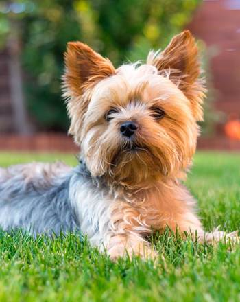 shutterstock_547062616-1