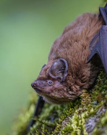 Chauve-souris pipistrelle