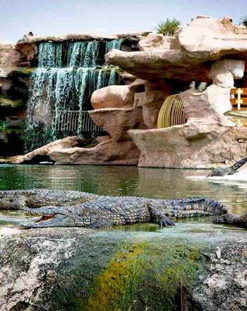 croco 4
