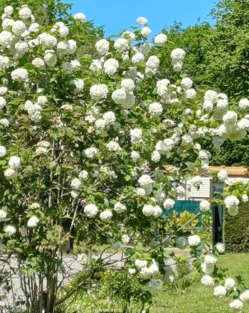 jardin au printemps