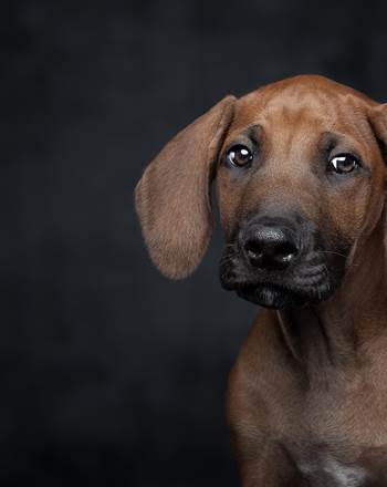 Animal de compagnie -10 kg