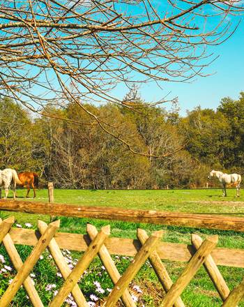 Côté Sud : Jardin clôturé avec vue sur les chevaux