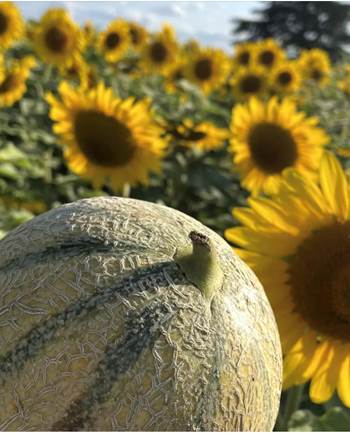 Un bon melon avec du Floc de Gascogne