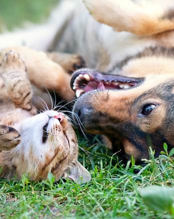 Chat et chien 1