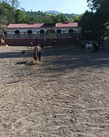 ferme equestre