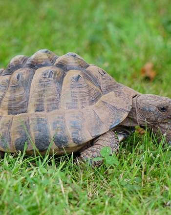 tortoise-5685026_1280