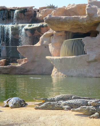 croco 6