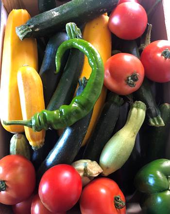 Les légumes du jardin sont prets à être cuisinés