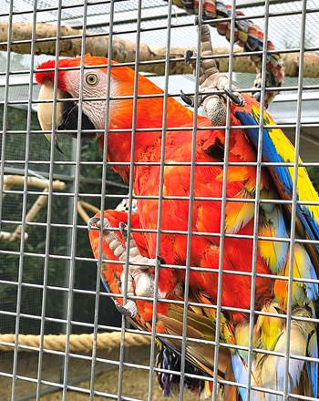 Expérience découverte avec nos perroquets en chambre d'hotes familiale près du zoo de la Flèche