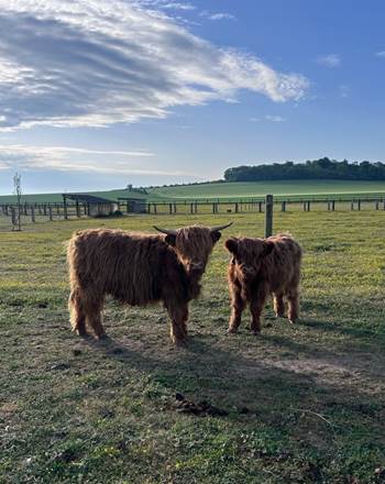 Vaches Highland