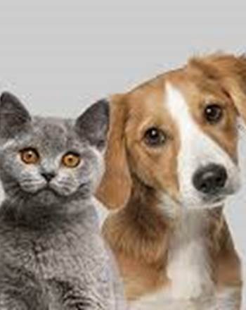 animaux