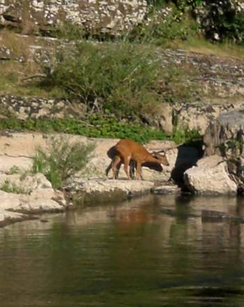Magnifique Faune des Gorges de la Rivière Aveyron photo KaymanCanoes