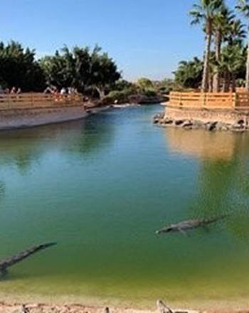 croco 1