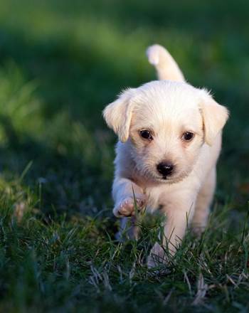 aleshava-dog-5357794_1920