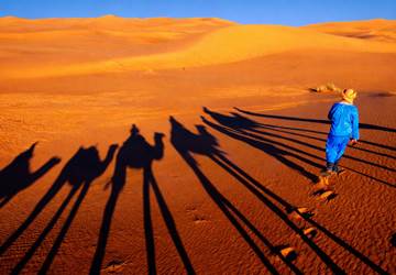 Ombre des dromadaires dans les dunes