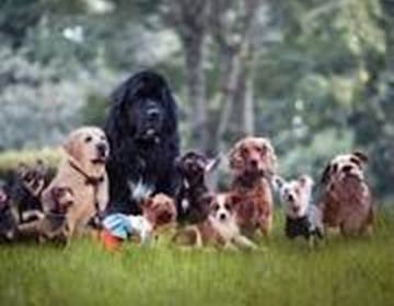 animaux