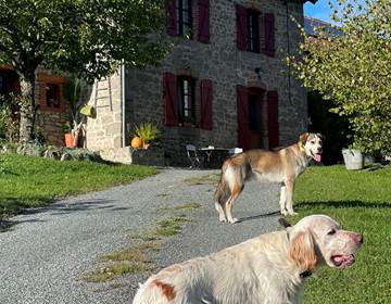 Chiens de la maison dans une excelente chambre d'hotes digne des hôtels d'Aubusson