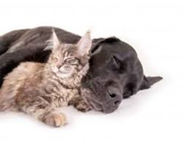 animaux