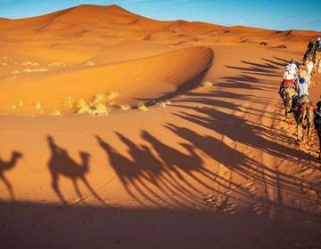 une balade à dos de chameau à travers les dune à Zagora