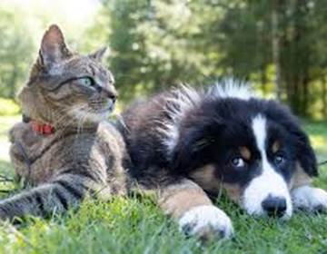 forfait animaux