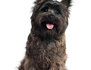 Chien