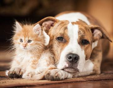 fotolia_84016419-1024x681