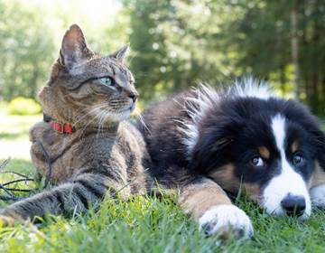 Chien Et Chat 2