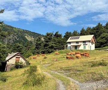 Refuge du cubertin avec les vaches