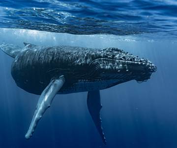 DRX-Photographie-_baleine_Day-12