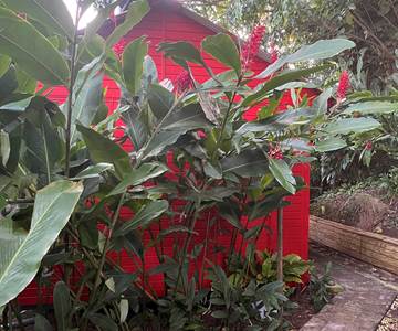 bungalow cocotier au milieu du jardin tropical