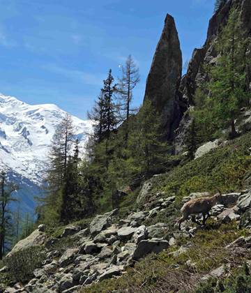 Aiguillette d'Argentière