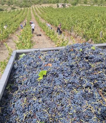 Récolte du Carignan de la Moulère