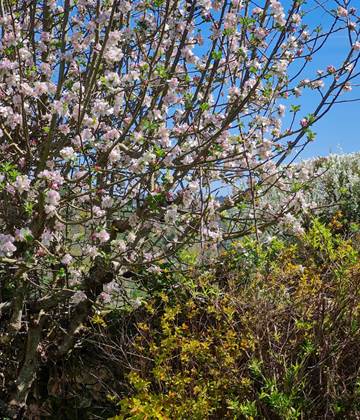 Dordogne. Le champ de l'Hoste. Printemps.