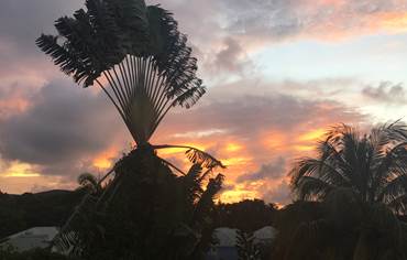 Arbre du voyageur vu de la terrasse au coucher de soleil