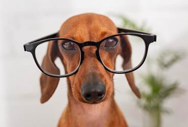 Supplément chien