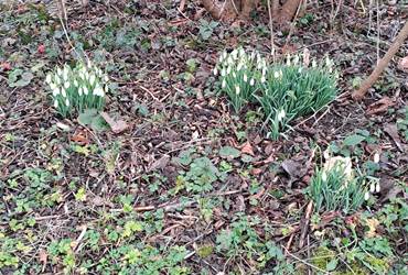 Perce-neiges