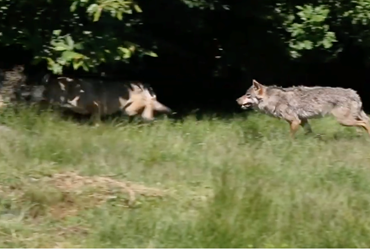 Parc animalier "Les loups de Chabrières" à Guéret