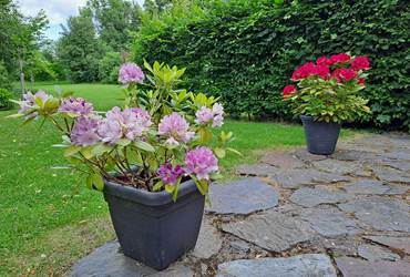 Rhododendrons sur la terrasse du gîte