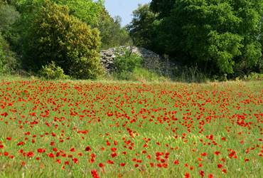 ©Gard Tourisme